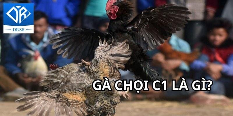 Gà Chọi C1 - Trận Đấu Của Những Chiến Kê Dũng Mãnh, Thiện Chiến 2 Gà Chọi C1 - Trận Đấu Của Những Chiến Kê Dũng Mãnh, Thiện Chiến