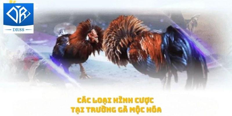 Trường Gà Mộc Hóa – Nơi Hội Tụ Những Trận Đấu Hấp Dẫn 3 Trường Gà Mộc Hóa – Nơi Hội Tụ Những Trận Đấu Hấp Dẫn